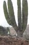 Baja05 - 051 * A huge cardon cactus marks our landing site